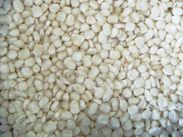 Corn (White Maize)