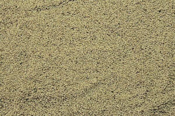 White Sesame - Image 3